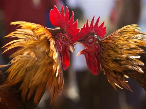 multivitamins for cockfighting|How to Condition Fighting Roosters .